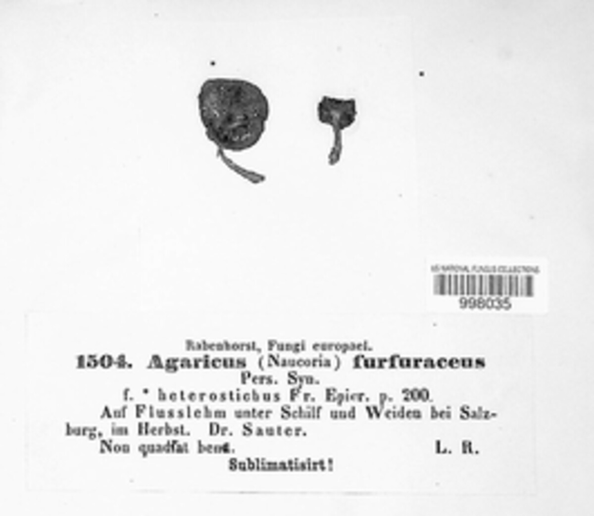 Tubaria image